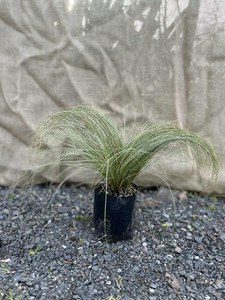 Frosted Curls Green (Carex) Magnolia Rise