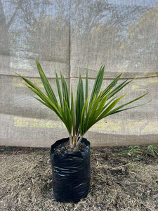 Nikau palm Magnolia Rise