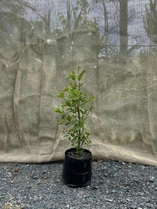 Products: Kohuhu (Pittosporum tenuifolium) Magnolia Rise