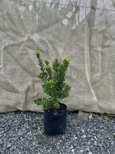 Euonymus ‘Emerald Gem’ Magnolia Rise