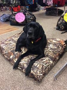 Doggy Gear: Outdoor Outfitters K9 Comfort King Dog Bed 1000mm