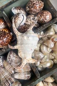 Decor Objects 1: XL Spider Shell