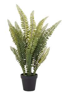 Boston Fern in Garden Pot