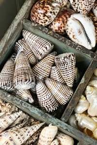 Botanical Garden: Spotty Cone Shells