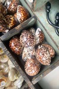 Botanical Garden: Spotted Tiger Cowrie Shell