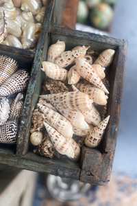 Botanical Garden: Cylinder Spotted Auger Shell