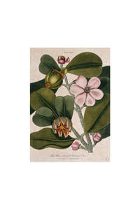 Card - Magnolia Study