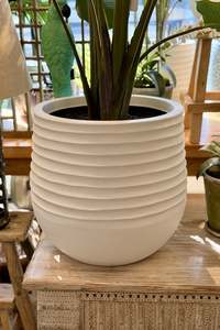 Botanical Garden: Large Bird of Paradise in Planter