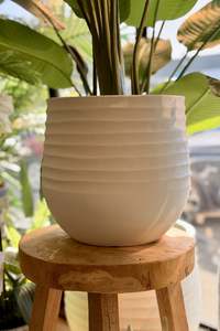 Botanical Garden: Medium Bird of Paradise in Planter