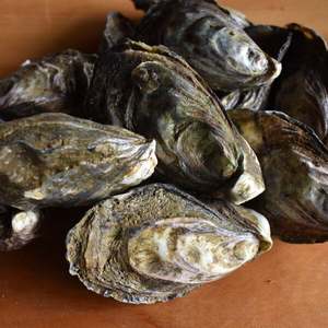 Products: Fresh Mahurangi Oysters Price is for 30 Oysters = 2.5 dozen