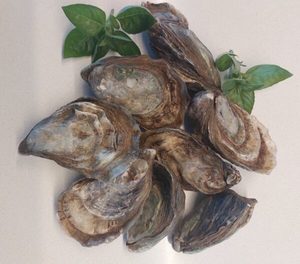 Products: Export Quality Cocktail Oysters A Rare Chance to Indulge. Price is for 30 Oysters = 2.5 dozen