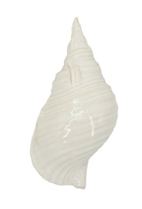 Decorative Objects: White Seashell