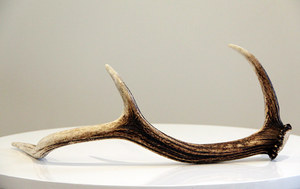 Deer Antlers Wedding Decor Wanaka Wedding Hire