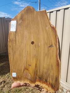 Whats New 1: Fossil Wood Rough Slab