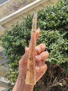 Fossil Specimens: Copal Amber Rough Wand