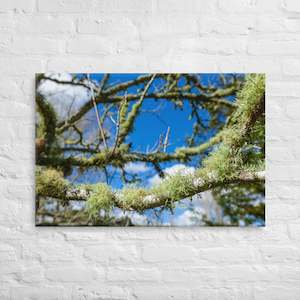 Matakohe Moss Canvas Print
