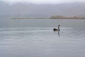 Turangi Swan: Turangi Swan Art Paper Poster