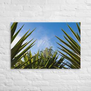 Matakohe Palm Web: Matakohe Palm Web Canvas Print