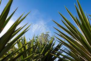 Matakohe Palm Web: Matakohe Palm Web Art Paper Poster