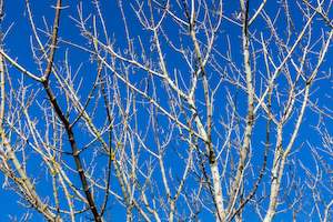 Kaipara Autumn Branches Art Paper Poster