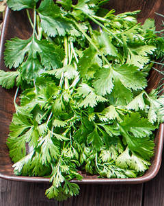 Coriander