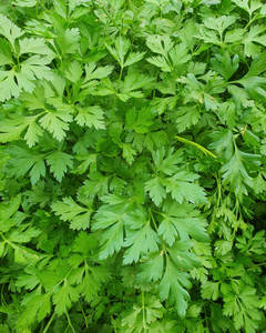 Products: Flat Italian Parsley