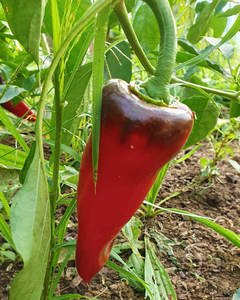Products: Sweet Red Peppers (Capsicums)