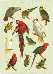 Books Puzzles: Cavallini & Co | Wrap or Print | D Parrots