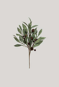Homeware: Eucalyptus & Brown Berry Wood Branch