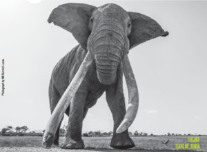 Mammoth 2021 Lugard Mammoth Wines