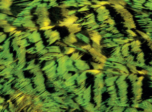 Mammoth 2017 Kākāpō [SOLD OUT] Mammoth Wines