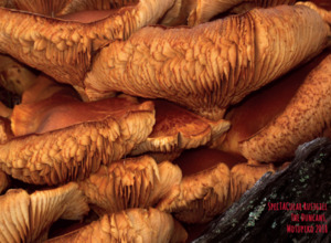 Mammoth 2016 ‘Spectacular Rustgill’ Pinot Gris [SOLD OUT] Mammoth Wines