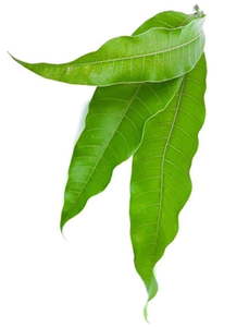 Mango Leaves 10 Pieces