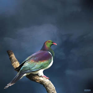 Art: King Kereru