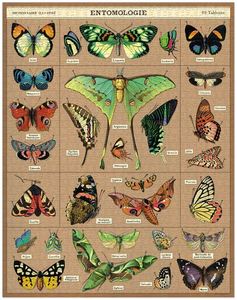 Games: Cavallini Entomology 1000 pce puzzle