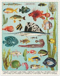 Games: Cavallini Aquarium 1000 pce Puzzle