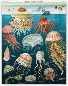 Games: Cavallini  Jellyfish 1000 Pce  Puzzle