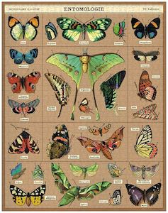 Games: Cavallini Entomology 1000 pce puzzle