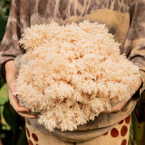 Grow Your Own Mushroom Blocks: Pekepekekiore Mushroom Block