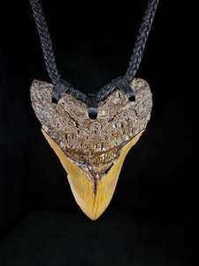 Pendants: Megalodon Tooth Fossil - XL