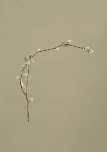 Suspended dried hybrid 2 Print by Claire Mossong x Mark Antonia Ltd