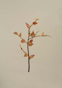 Prints 1: Suspended dried hybrid 3 Print by Claire Mossong x Mark Antonia Ltd