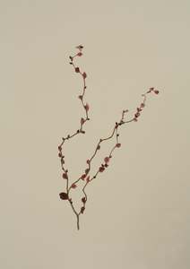 Suspended dried hybrid 4 Print by Claire Mossong x Mark Antonia Ltd