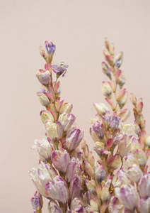 Prints 1: 'Dried Beauty' Lupins on Peach print by Together Journal x Mark Antonia Ltd
