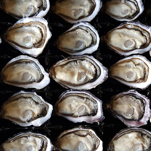 Half Shell Marlborough Oysters