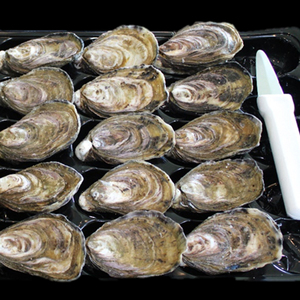 Whole Shell Marlborough Oysters