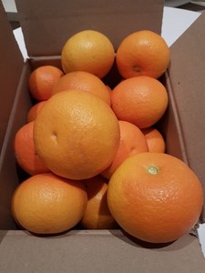 Products: Grapefruit 1kg bags