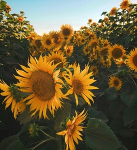Products: Weekly Early Summer flower subscription 2026