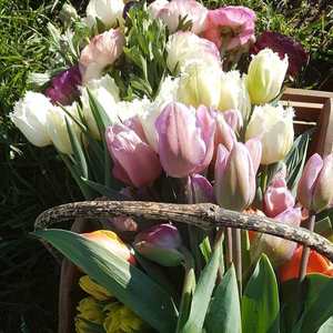 Tulip subscription 2025