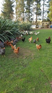Products: Free range eggs